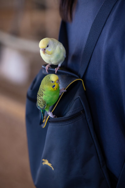 花园图片、自然、野生动物、花卉与城市。图片下载