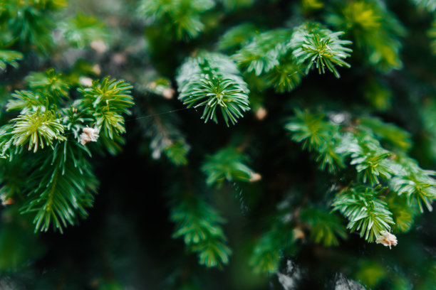春季的松柏科树木，拥有茂密的松枝作为自然背景。绿色的针叶营造出针叶林典型的纹理感。这张有机风格的图片非常适合自然主题。图片下载