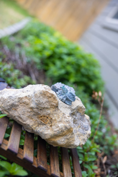 花园图片、自然、野生动物、花卉和城市。图片下载