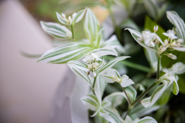 花园图片，自然，野生动物，花卉和城市。图片下载