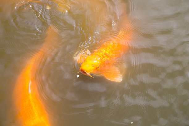 花园图片、自然、野生动物、花卉和城市。图片下载