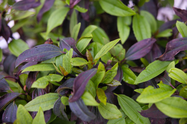 花园照片，自然，野生动植物，花卉和城市。图片下载