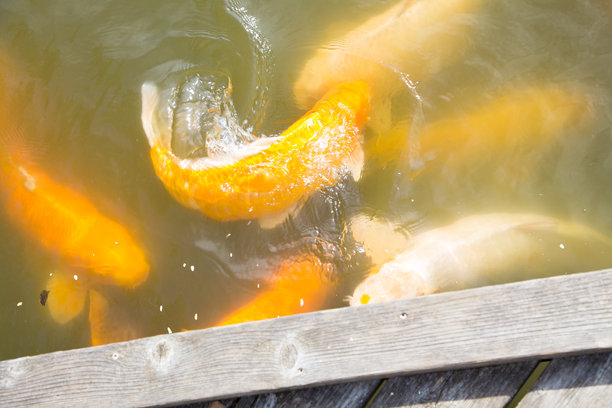 花园图片、自然、野生动物、花卉和城市。图片下载