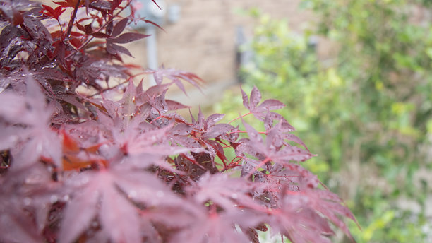 花园图片、自然、野生动物、花卉和城市。图片下载