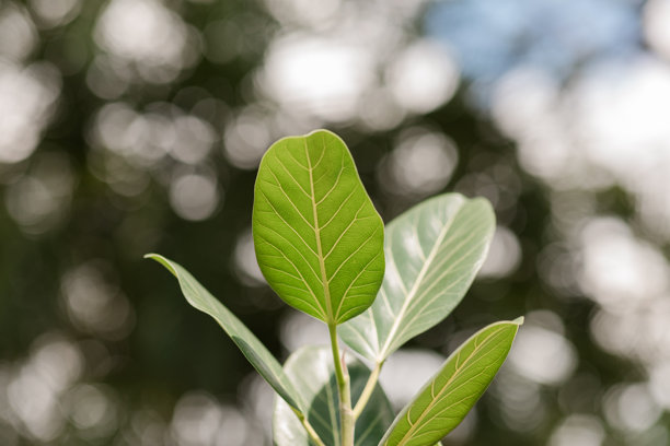 户外生长旺盛的橡胶榕 '奥黛丽' 的特写照片，拍摄于南佛罗里达。图片下载