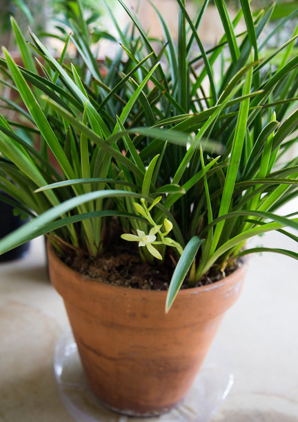 花园图片，浪漫景观，极限运动和温泉。图片下载