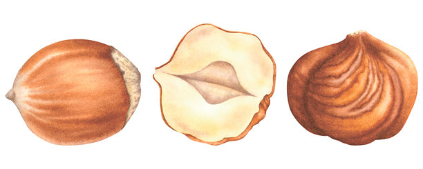 三颗去壳榛子的集合。手绘水彩植物插画，包含完整的和切半的坚果，孤立在背景上。新鲜食物，采用棕色和米色调，用于标签和食品包装设计。图片下载