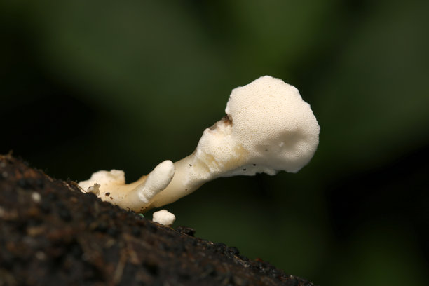 Loweomyces fractipes（Nikuharitake）的幼年蘑菇背面，一种生长在腐烂木材而非土壤中的蚁生植物科成员（户外真菌，真菌学特写宏观照片）图片下载