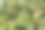 花园里挂满成熟苹果的苹果树。特写照片。图片下载