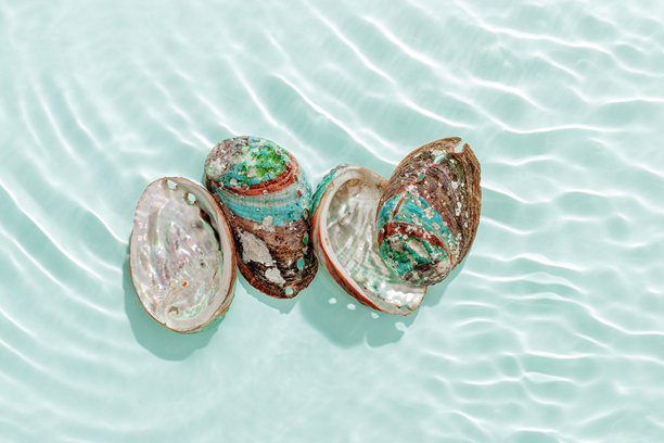 彩色贝壳漂浮在海浪上，绿蓝色的海水，带有阳光的耀斑。自然纹理的海贝在阳光下闪耀着自然明亮的光泽，极简美学静物照片，夏日氛围。图片下载