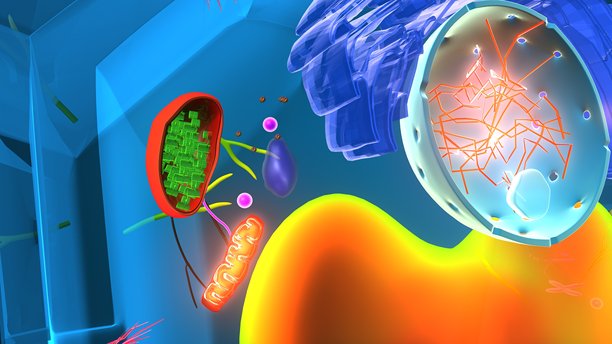 植物细胞结构。三维插画图片下载