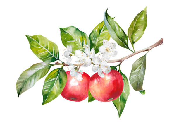 盛开的树枝上的苹果，带有绿叶、鲜红成熟的果实，手绘水彩插画，孤立在白色背景上。多汁多彩的剪贴画，适用于花园、农场、收获、食品、菜单、包装设计。图片下载