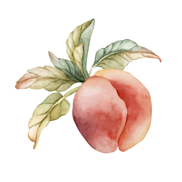 桃子 夏天 多汁 成熟 水果 叶子 水彩 手绘 花卉 食物 插画 孤立 在 白色 背景 厨房图片下载