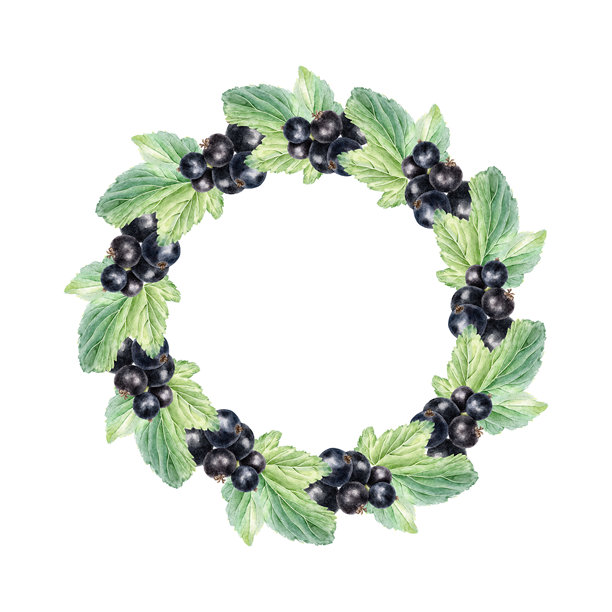 黑醋栗浆果和叶子的花环。花园植物黑莓模板。手绘水彩植物插画。用于食品和化妆品包装、卡片的醋栗果实边框。图片下载