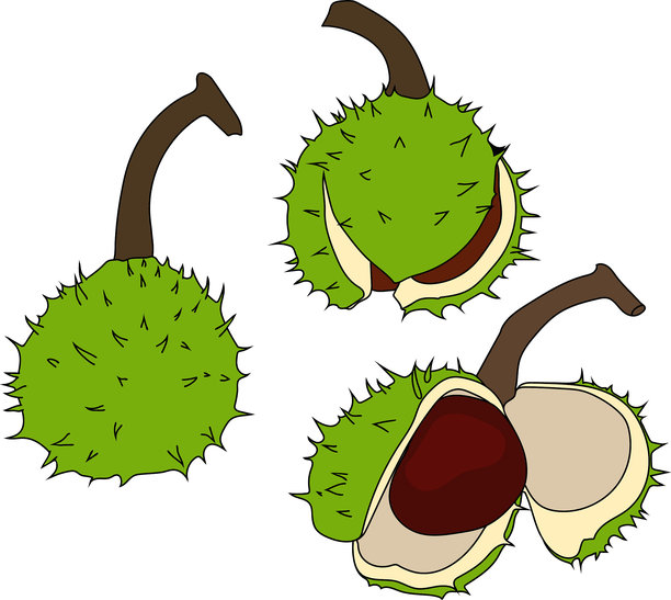 马栗树（Aesculus hippocastanum）植物的组成部分：果实、种子和绿色叶子，以植物插画风格绘制，孤立在白色背景上图片下载