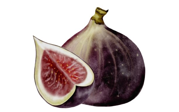 白底无花果树果实插画图片下载