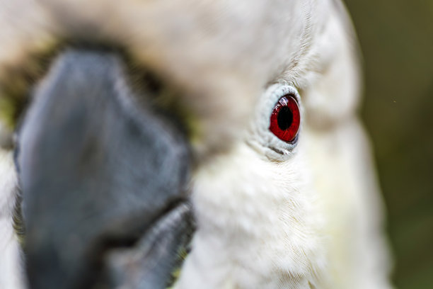 一张微距照片，展示了一只白色鹦鹉生动的红眼睛和羽毛纹理。图片下载