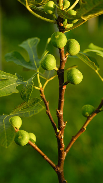 白以色列无花果品种的果实照片图片下载