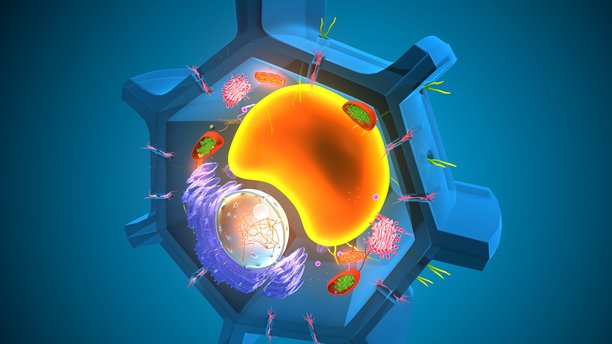 植物细胞结构图。3D插画图片下载