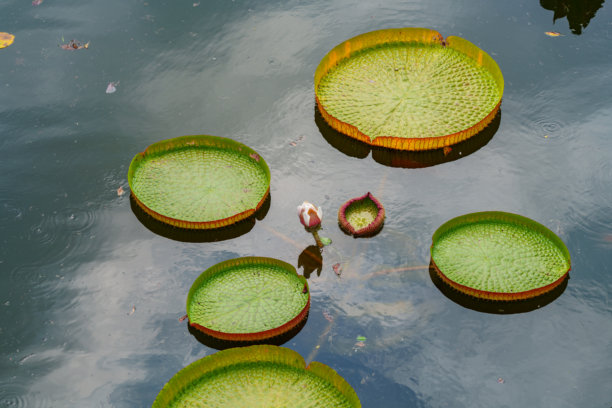 夏季盛开的亚马逊睡莲（巨型睡莲）特写照片。图片下载