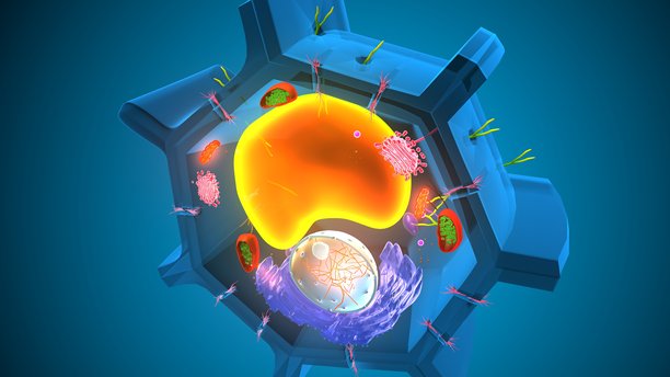 植物细胞结构解剖图。三维插画图片下载