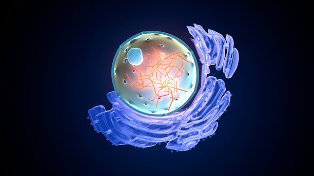 植物细胞核解剖图。3D插画图片下载