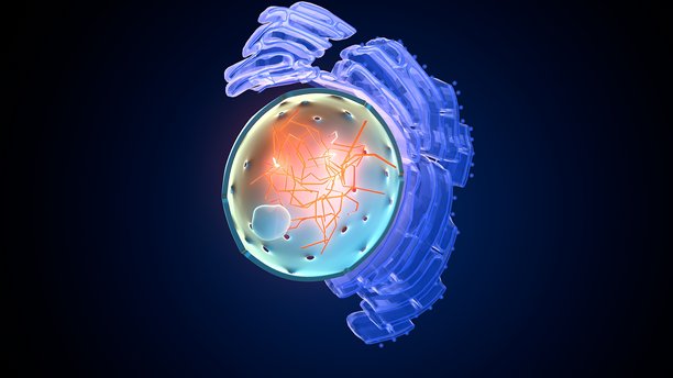 植物细胞核解剖结构。三维插画图片下载