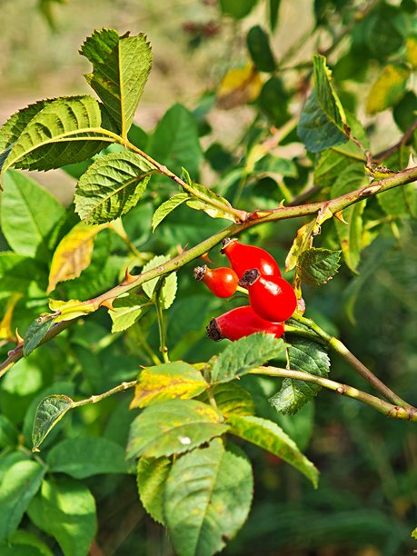 玫瑰果特写，玫瑰果，玫瑰植物的红色浆果，灌木丛上的野生可食用浆果。图片下载