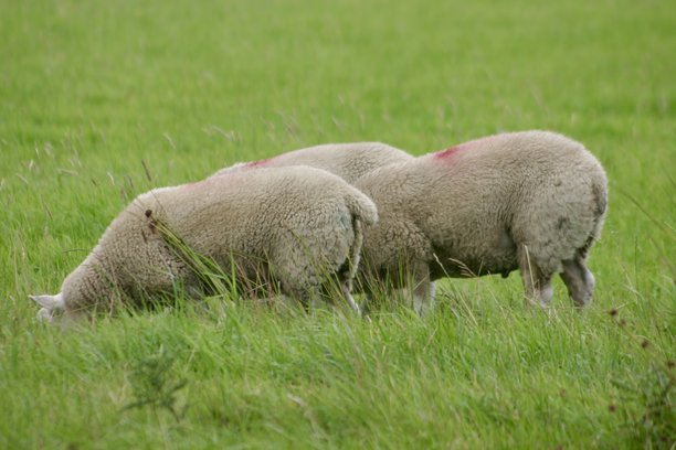 一群绵羊在一片郁郁葱葱的绿草地上吃草。它们毛茸茸的外套和温顺的性格反映了乡村的农场生活。这张图片捕捉到了动物们在吃新鲜草的宁静乡村景象。图片下载