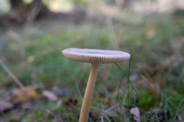 近景拍摄了一张淡色蘑菇，它在草木丛生的林地中生长，菌盖带有菌褶，照片是从地面角度拍摄，展现了其在自然森林环境中的状态。图片下载