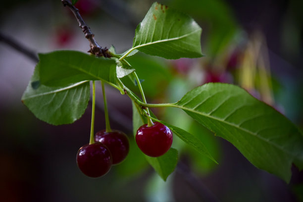 特写照片，三颗成熟的樱桃挂在树枝上。背景被柔和地虚化，突出了前景中的水果和叶子。图片下载