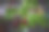 特写照片，三颗成熟的樱桃挂在树枝上。背景被柔和地虚化，突出了前景中的水果和叶子。图片下载