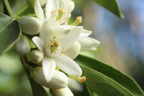 蜜蜂在柠檬树的花上，照片特写图片下载