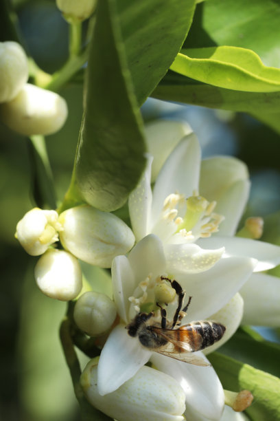 柠檬树花上的蜜蜂，照片特写图片下载
