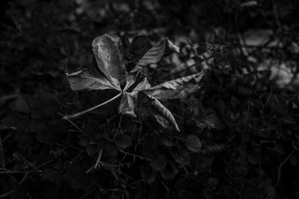 枫叶：设计元素：使用单色传感器直接拍摄的照片。细节丰富。图片下载