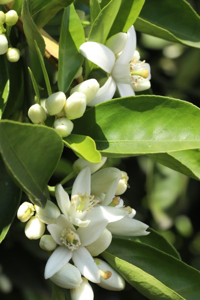 蜜蜂在柠檬树的花上，照片特写图片下载