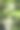 蜜蜂在柠檬树的花上，照片特写图片下载