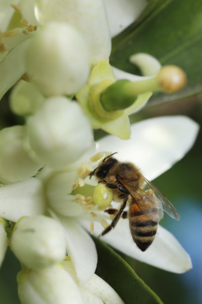 蜜蜂停留在柠檬树的花朵上，特写照片图片下载