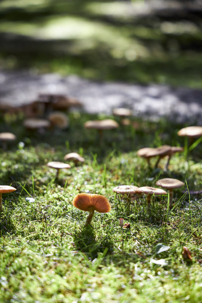 秋季林间光线下，野蘑菇成簇生长在长满绿色苔藓的草地上。小巧的棕色菌盖营造出自然的纹理和季节氛围，展现了秋日大自然的美丽。非常适合用作背景、美食主题或生态概念的素材。图片下载
