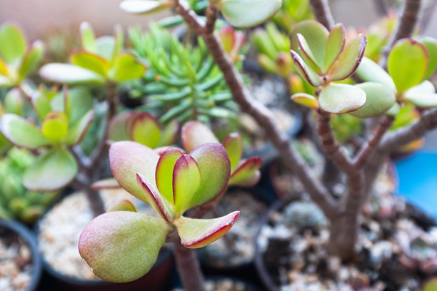 玉树（Crassula ovata）植物，焦点选择。绿叶多肉植物，适用于出版物、海报、日历、帖子、屏幕保护程序、壁纸、明信片、横幅、封面、网站。高质量照片图片下载