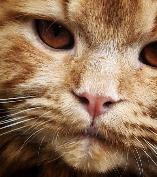 酷猫的眼睛图片下载