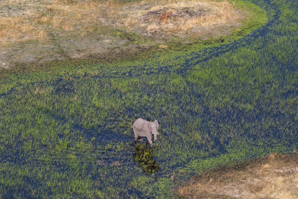 博茨瓦纳奥卡万戈三角洲泛滥平原上大象（Loxodonta africana）进食的航拍照片图片下载