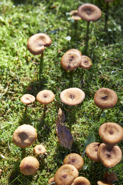 秋季林间光线下，野生的棕色蘑菇成簇生长在长满绿苔的草地上。小巧的褐色菌盖营造出自然的纹理和季节感，展现了秋日大自然的美丽。非常适合用作背景、美食主题或生态概念的素材。图片下载