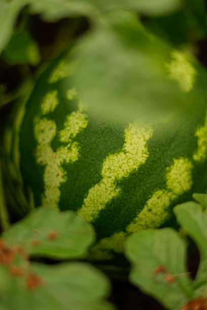 花园里生长的小西瓜（素材照片）图片下载