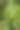 花园里生长的小西瓜（素材照片）图片下载