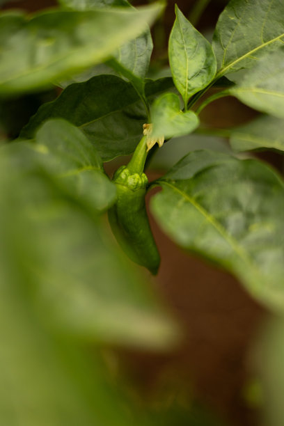 温室里生长的有机青辣椒素材图图片下载