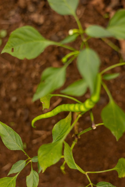 温室里生长的有机青辣椒的素材照片图片下载