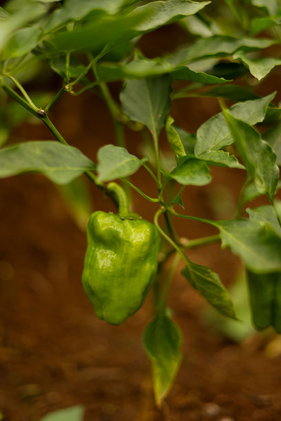 温室里生长的有机青辣椒素材图片图片下载