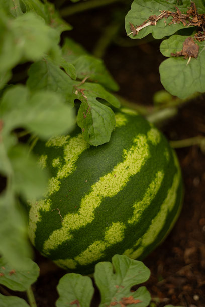 小西瓜在花园里生长，库存照片图片下载