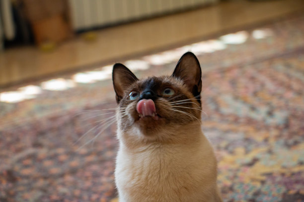 这张特写照片捕捉到了一只猫咪在室内，它有着明亮的蓝眼睛和顽皮的表情。图片下载